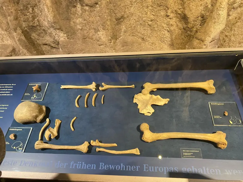 neandertal2